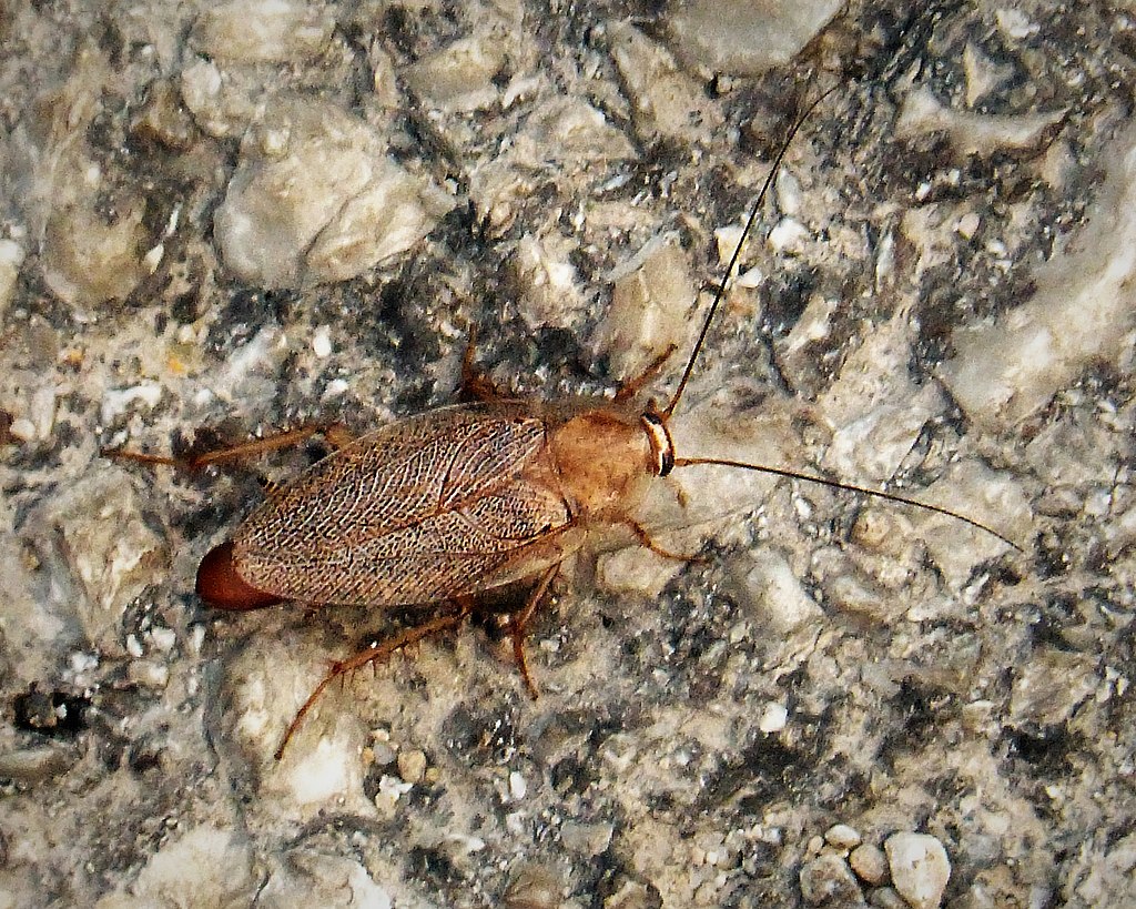 A cockroach on the surface with small rocks