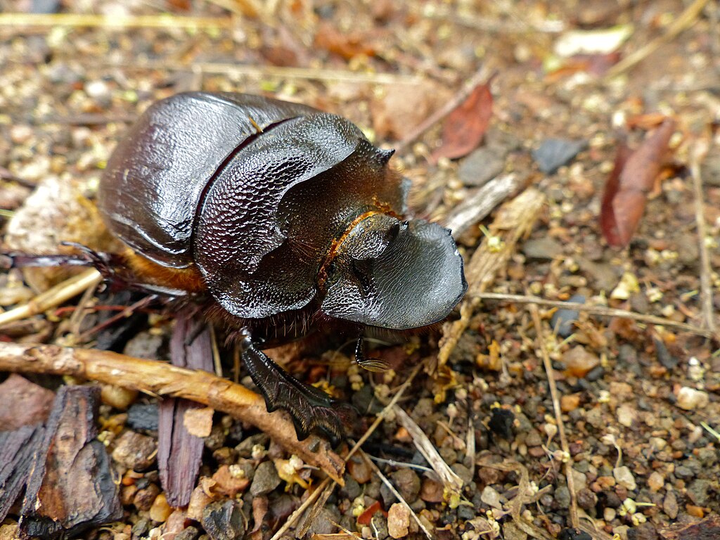 Giant dung beetle on land