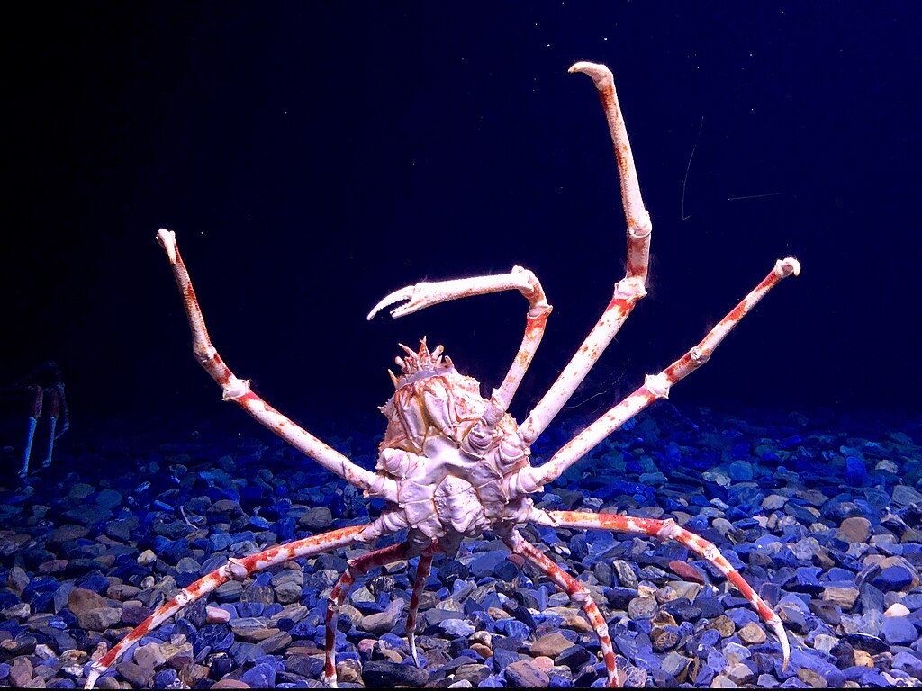 Giant spider crab on the rocks