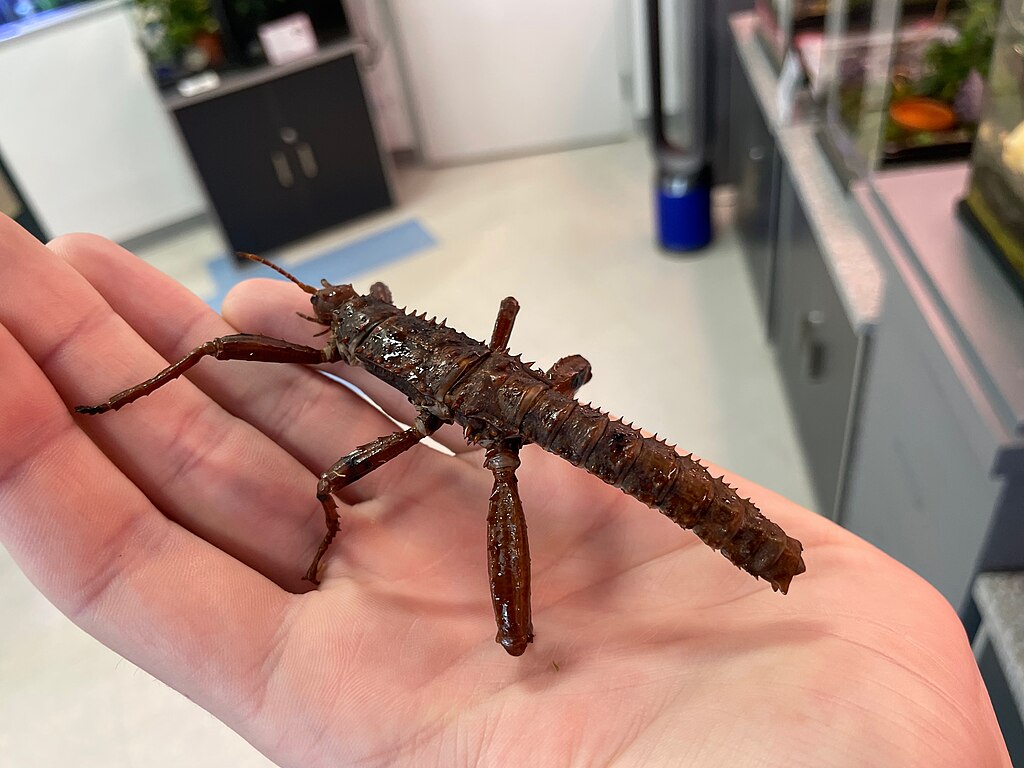 Giant spiny stick insect on human palm