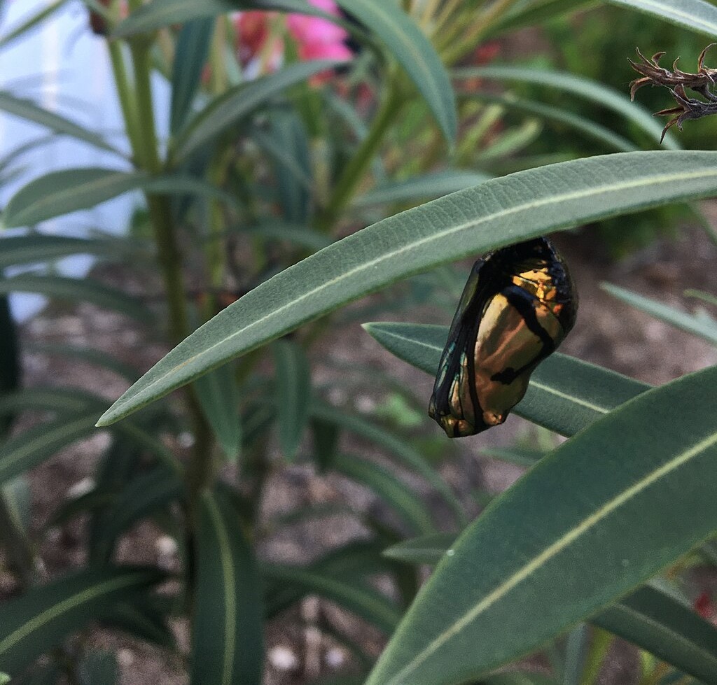 Gold butterfly cocoon on a plant