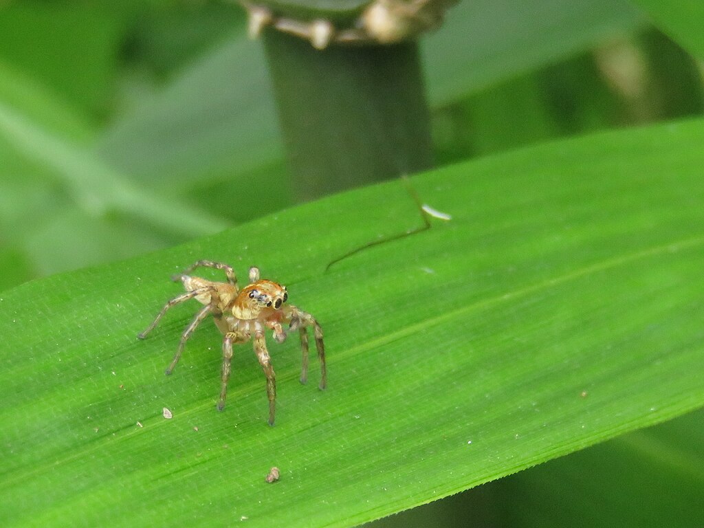 Jumping spider on a leaf