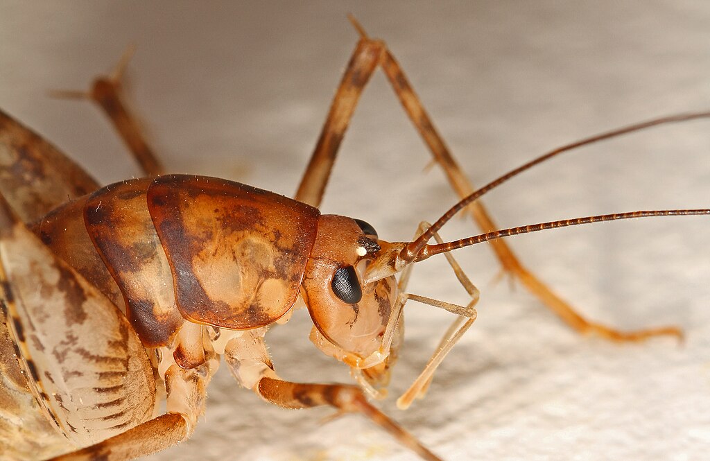 Camel cricket, side-view, close-up