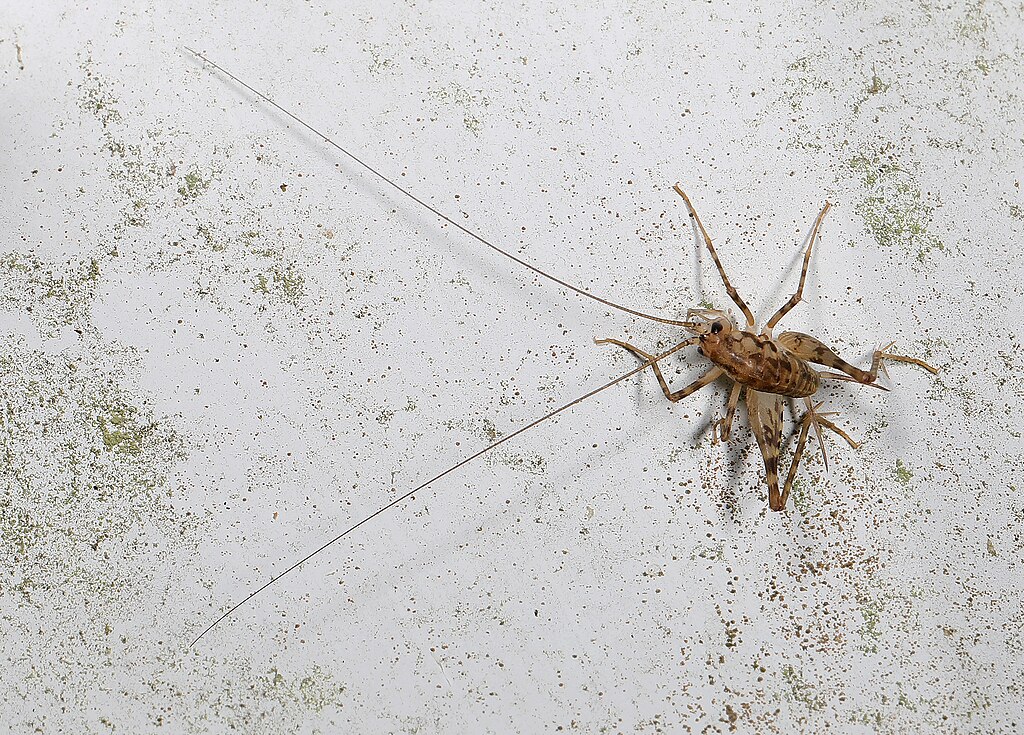 Camel cricket on a white surface