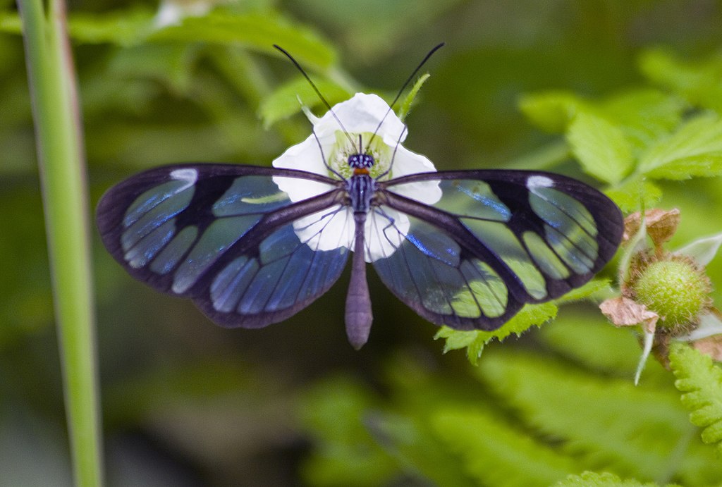 Glasswing butterfly on a flower