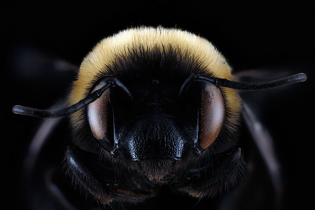 Habropoda laboriosa face, close-up