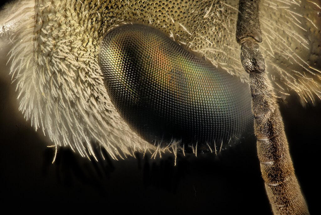 Bee eyes close-up shot