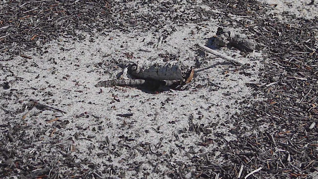 A harvester ant community