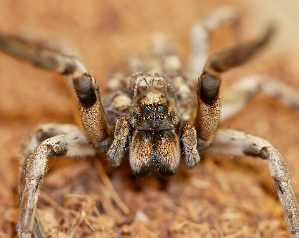 Hogna carolinensis female threat posture.