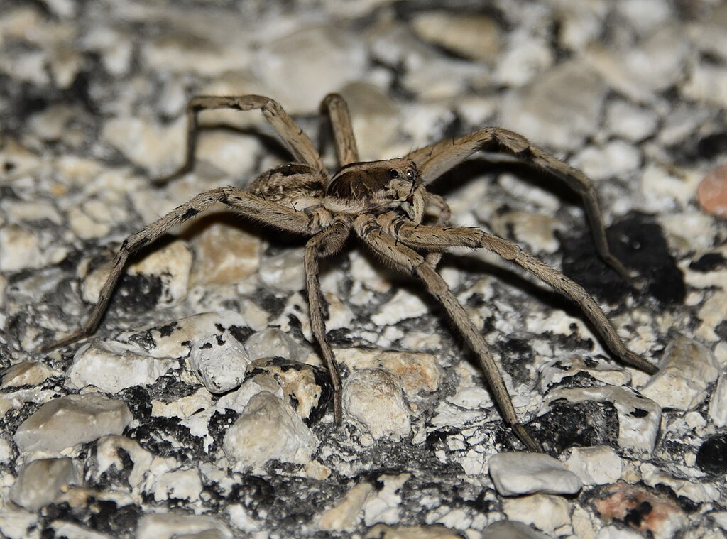 Hogna carolinensis on the rocks, male lateral view  