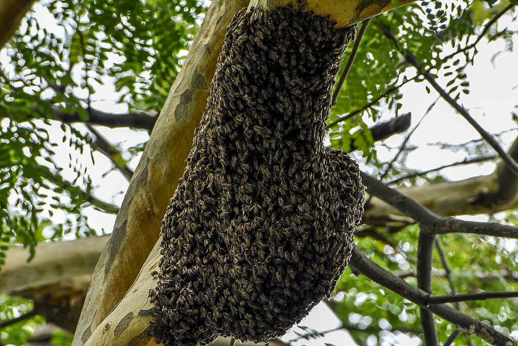 A swarm of Asiatic honeybees