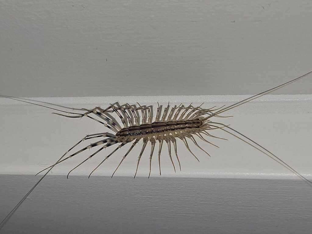 A centipede on the wall