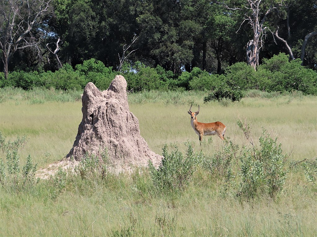 A huge termite mound and a Red Lechwe