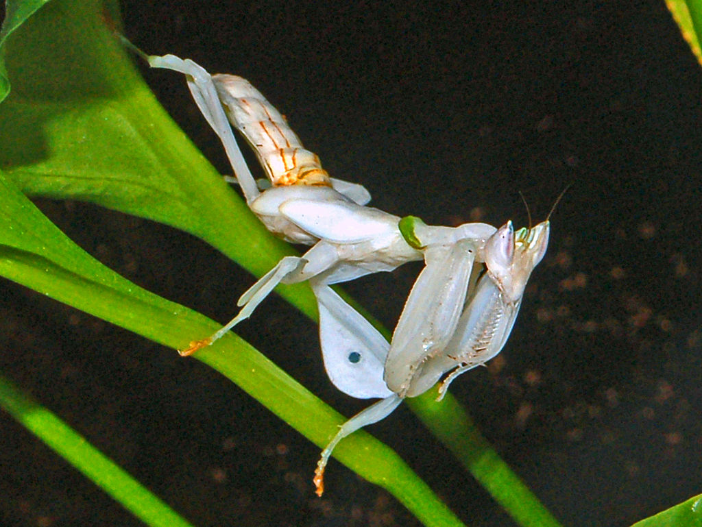 An orchid mantis on a leaf