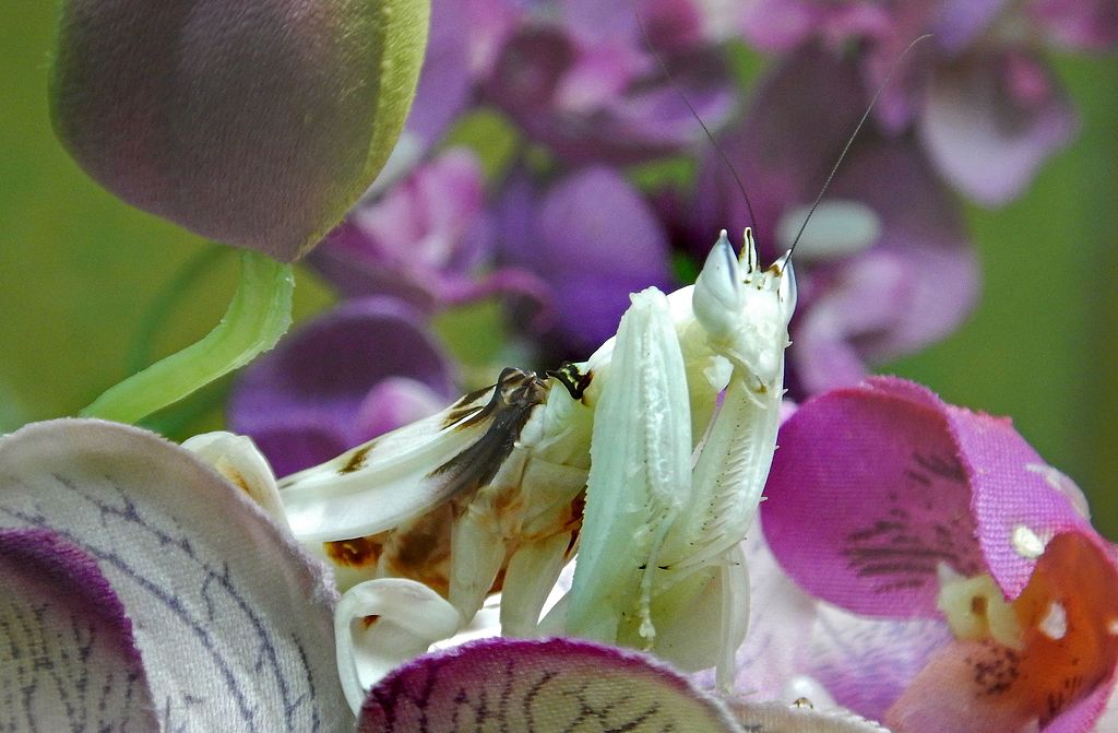 Orchid mantis on a flower
