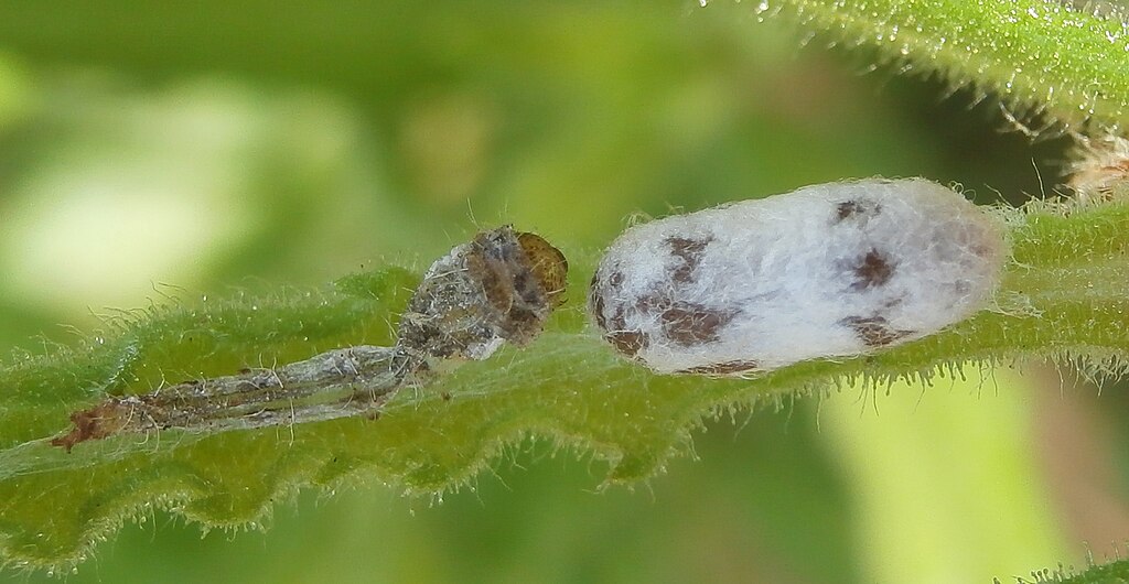 Hyposoter cocoon