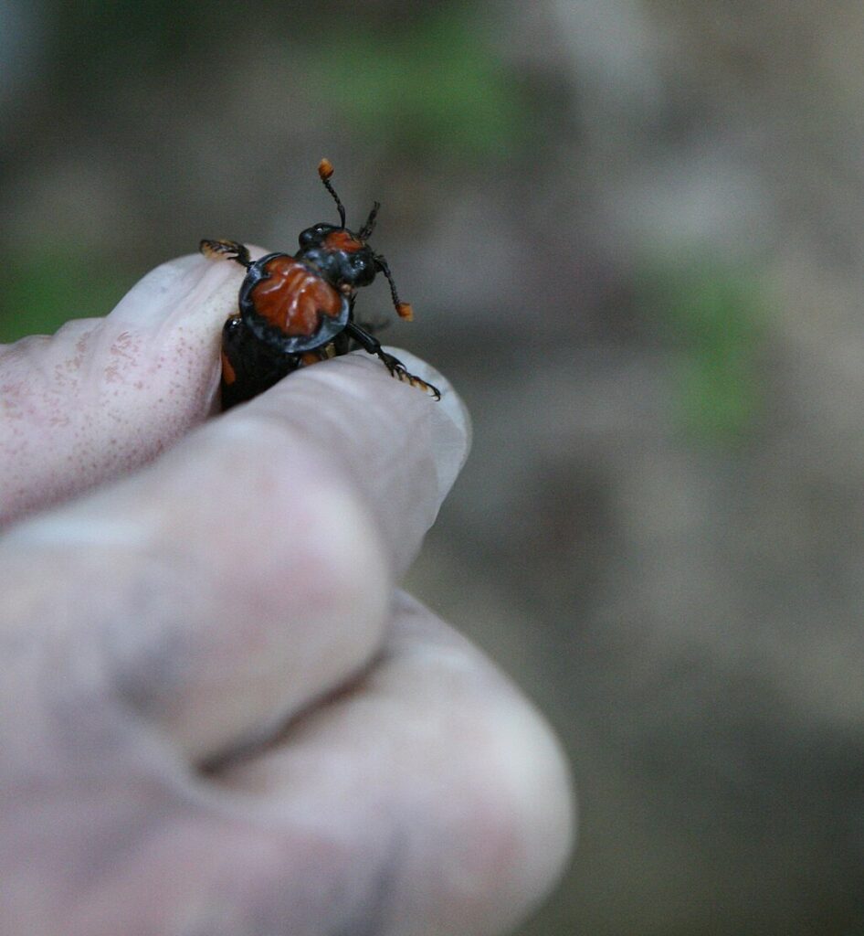 American burying beetle