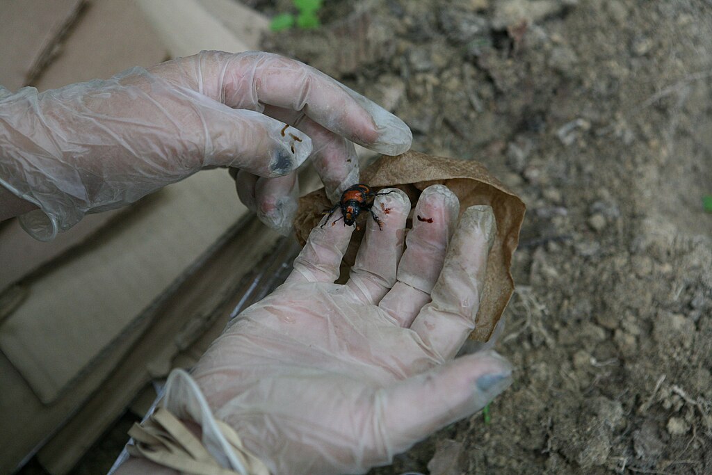 American burying beetle on human hand on gloves