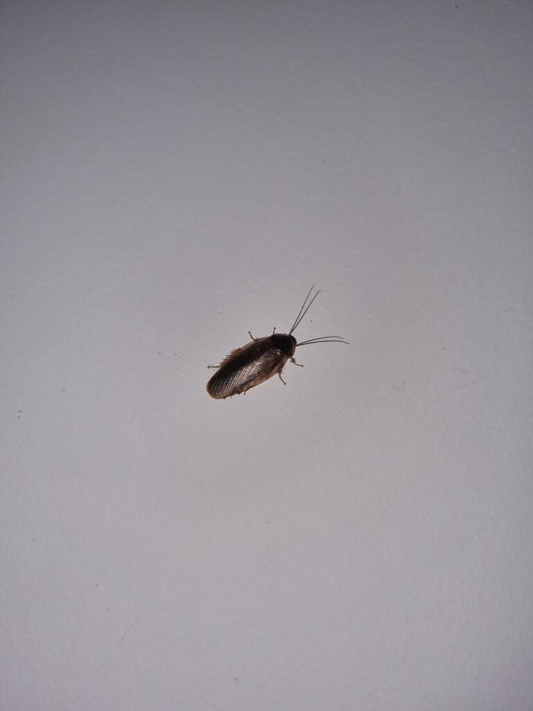 A cockroach on a white background