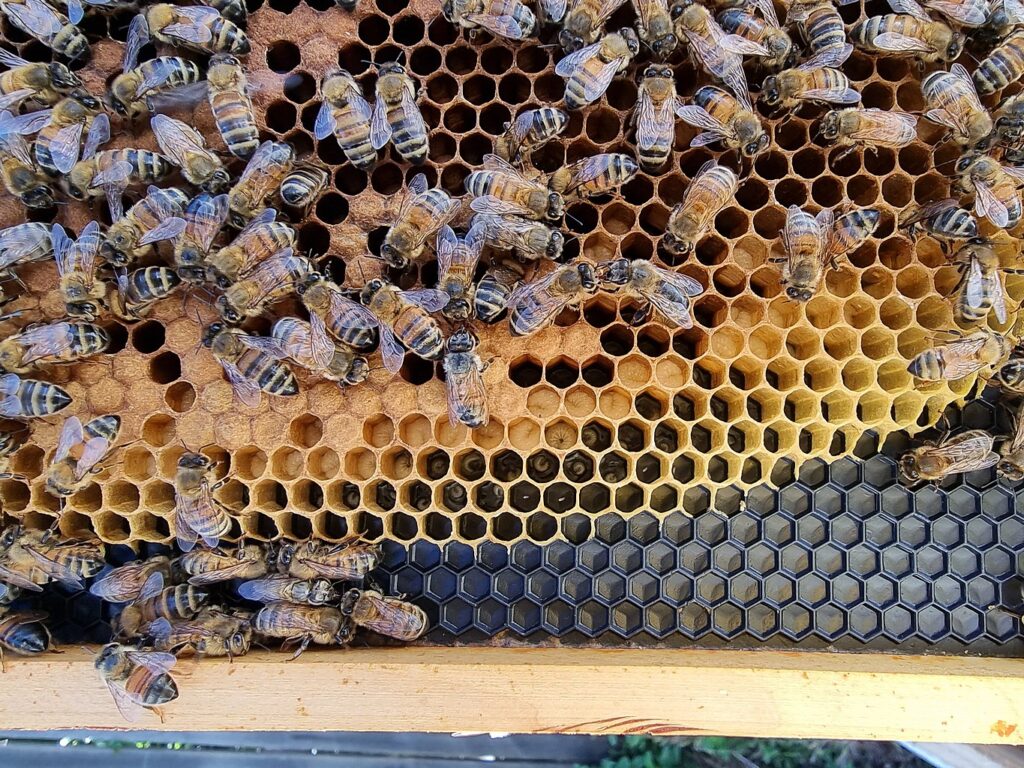 Italian honeybee eggs and larvae