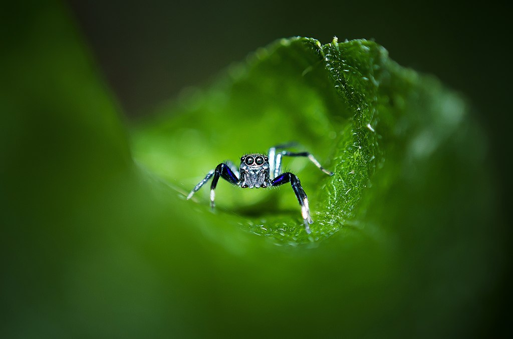 Jumping spider on a curled leaf