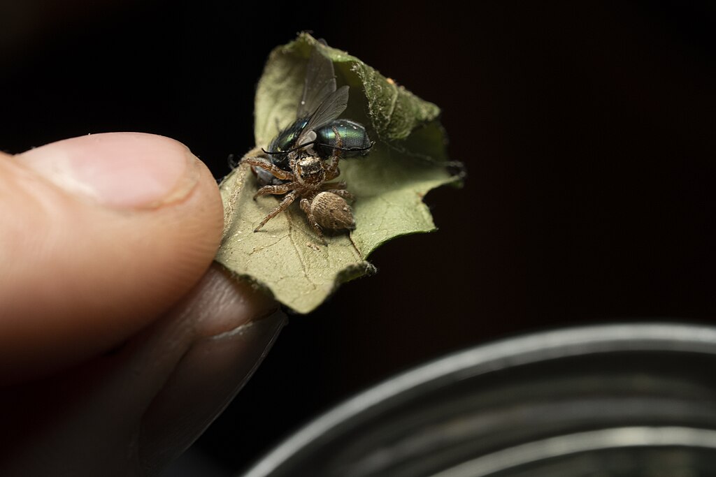 Jumping spider on a hunt