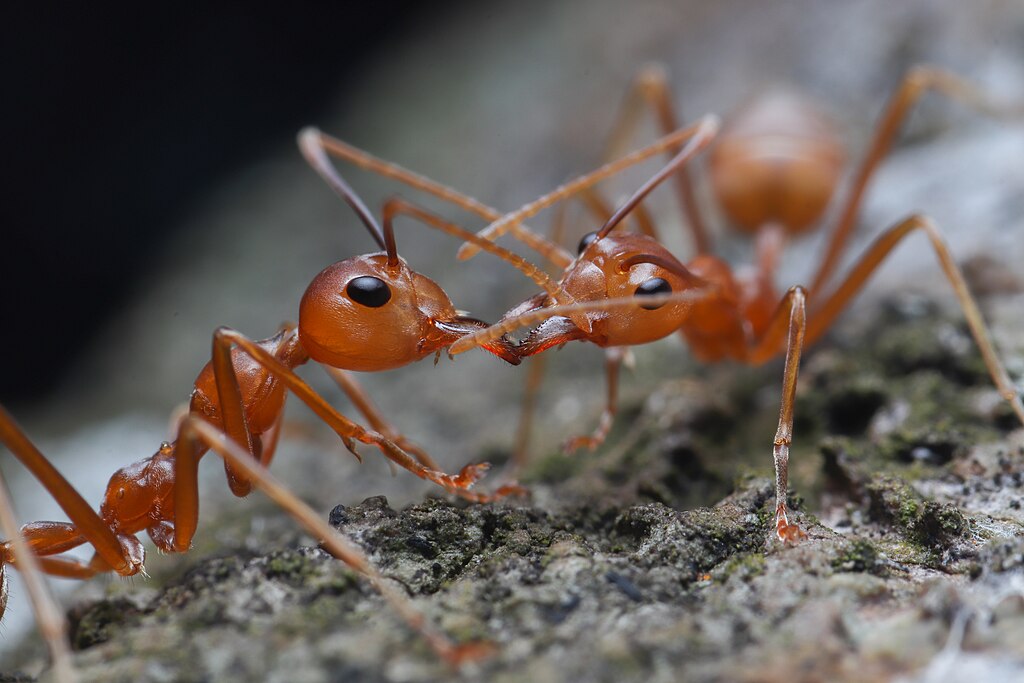 Ants kissing