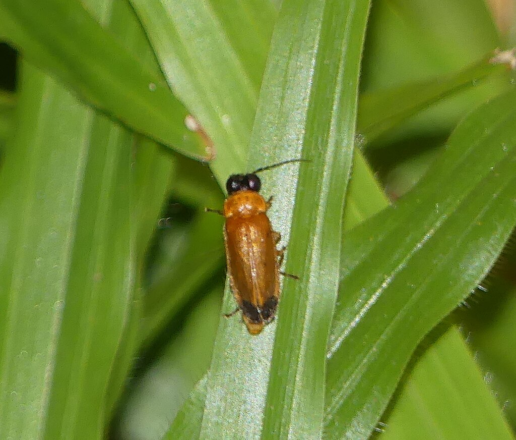 A firefly on a leaf blade