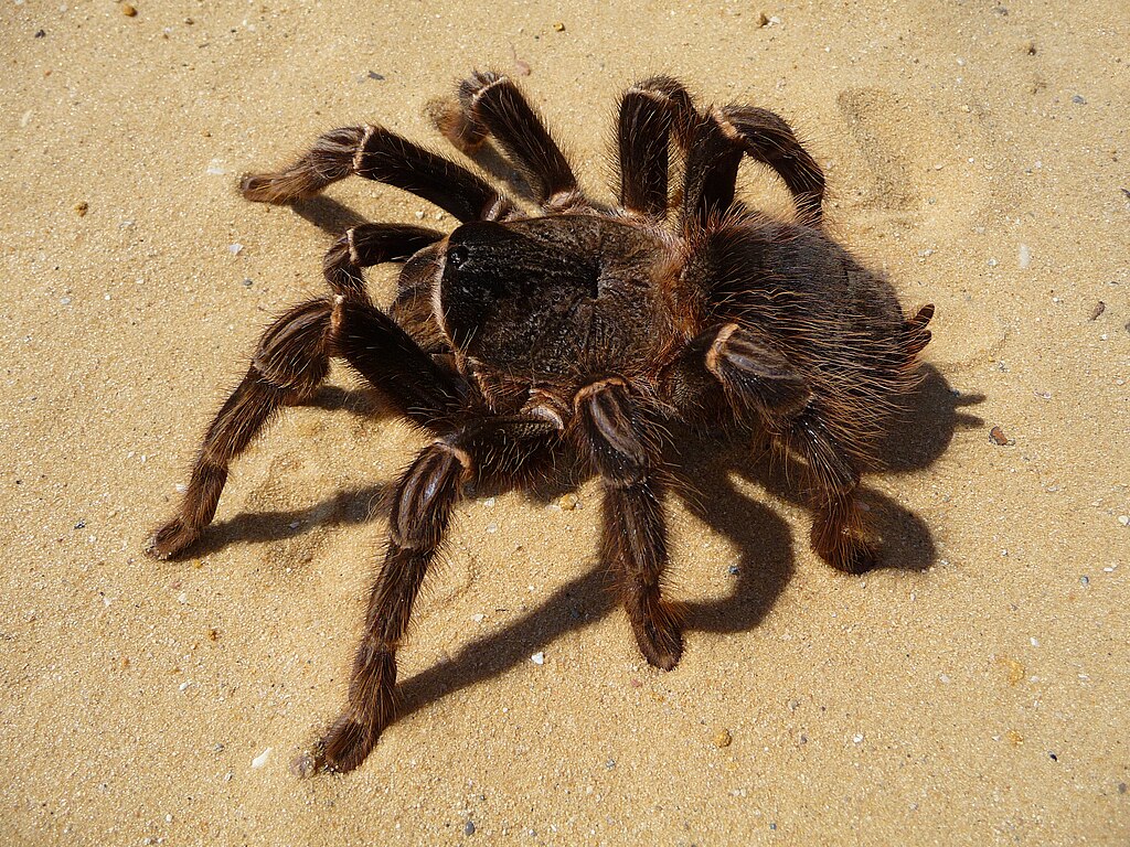 Brazilian salmon pink tarantula