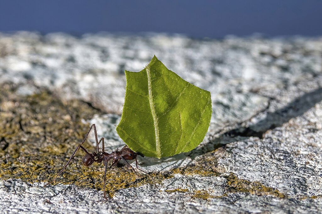 Leafcutter ant carrying a leaf