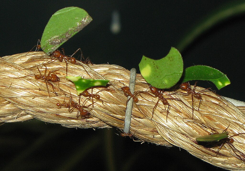 Leafcutter ants on the rope