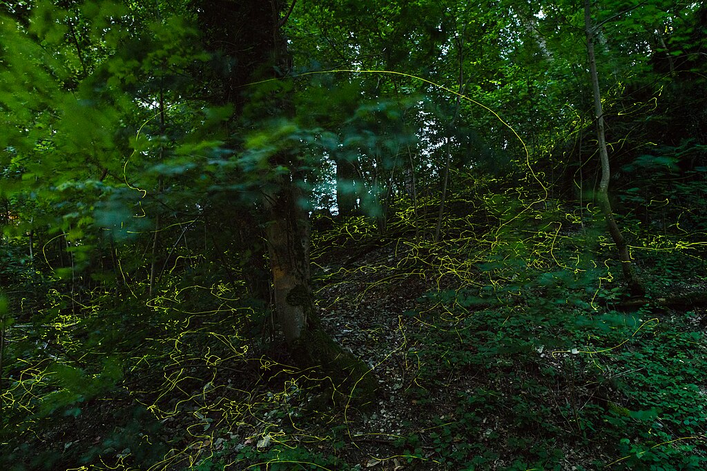 Light trails of fireflies