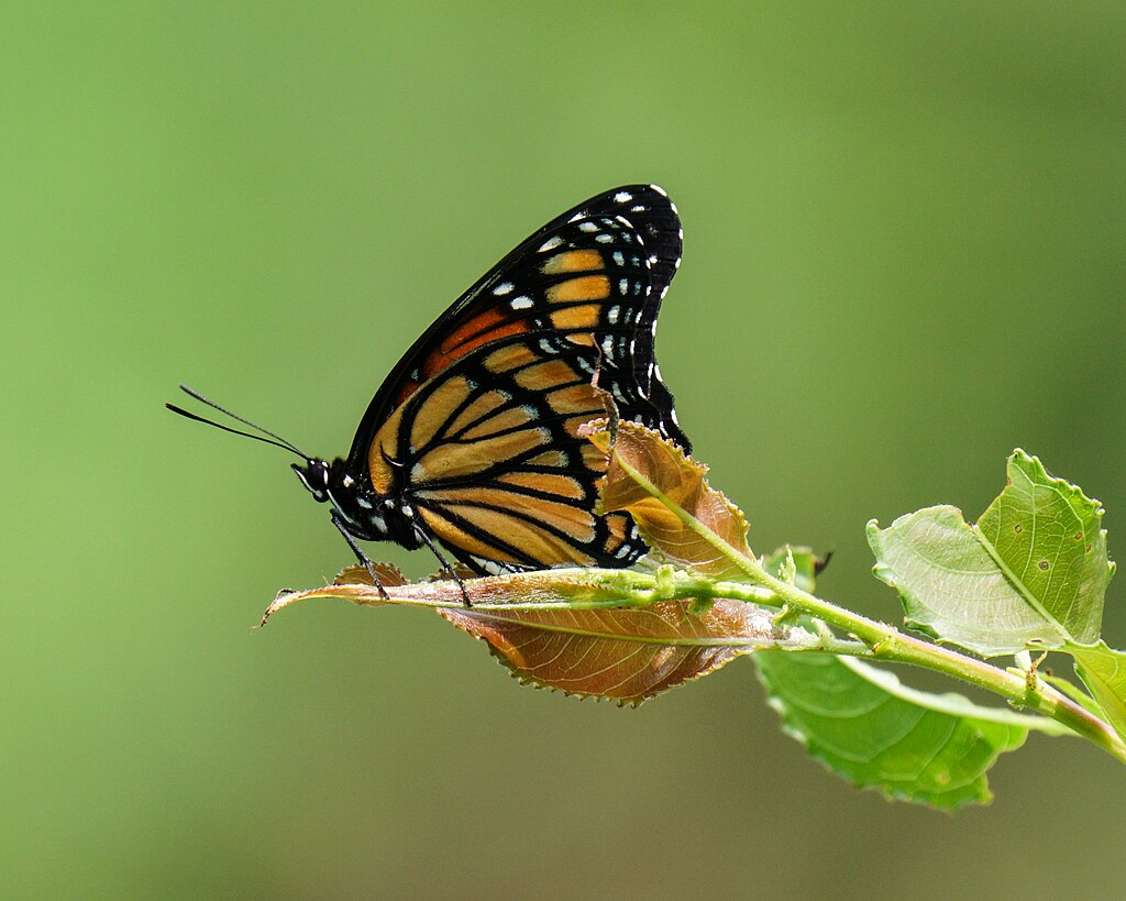 Viceroy butterfly on a plant