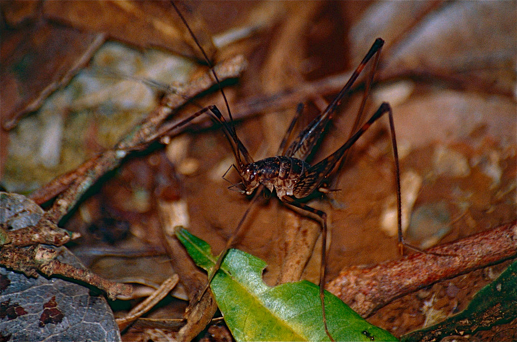 Camel cricket on the leaves