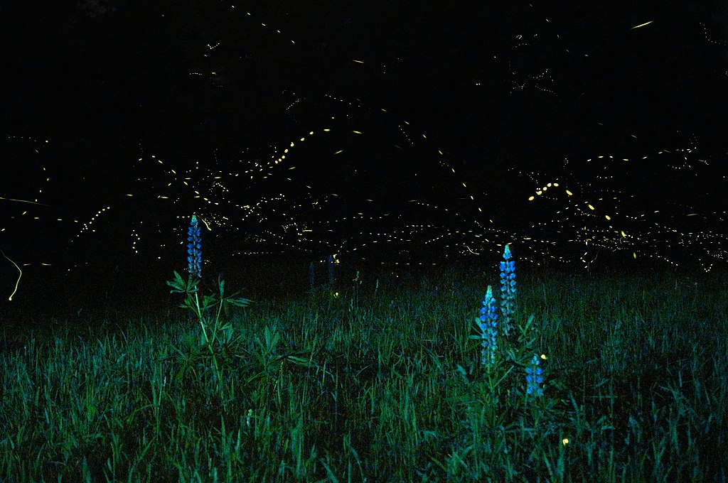 Captured fireflies create yellow dotted lines in a long-exposure night-time