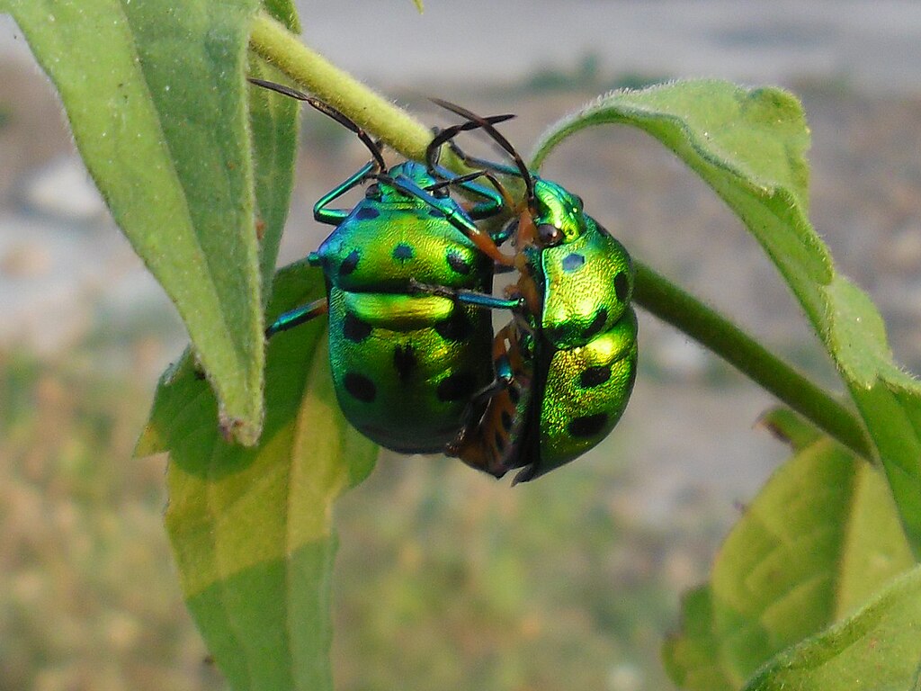 Lychee shield bugs mating