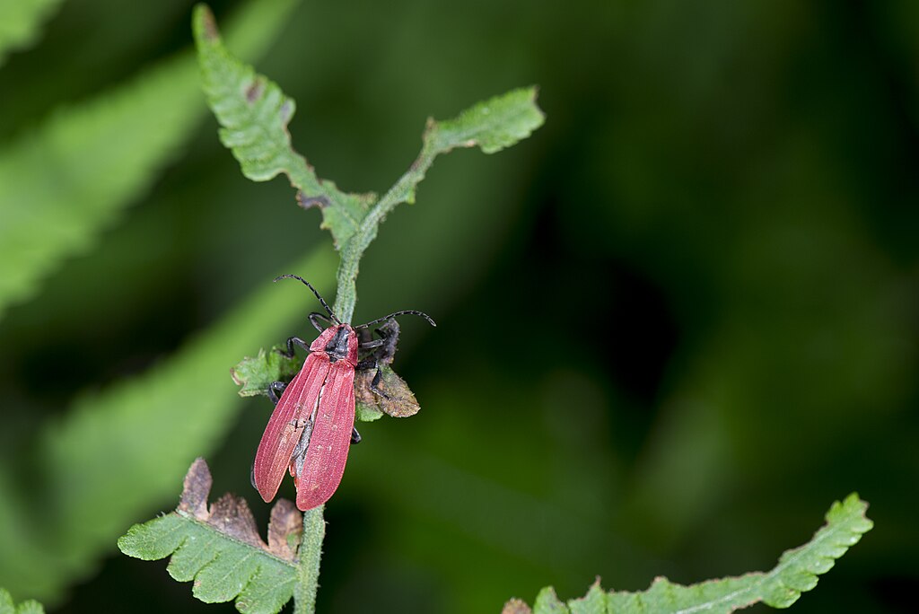 Lycidae on a plant
