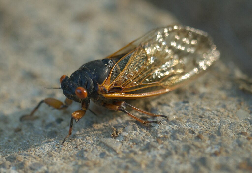 Cicadas on a rock