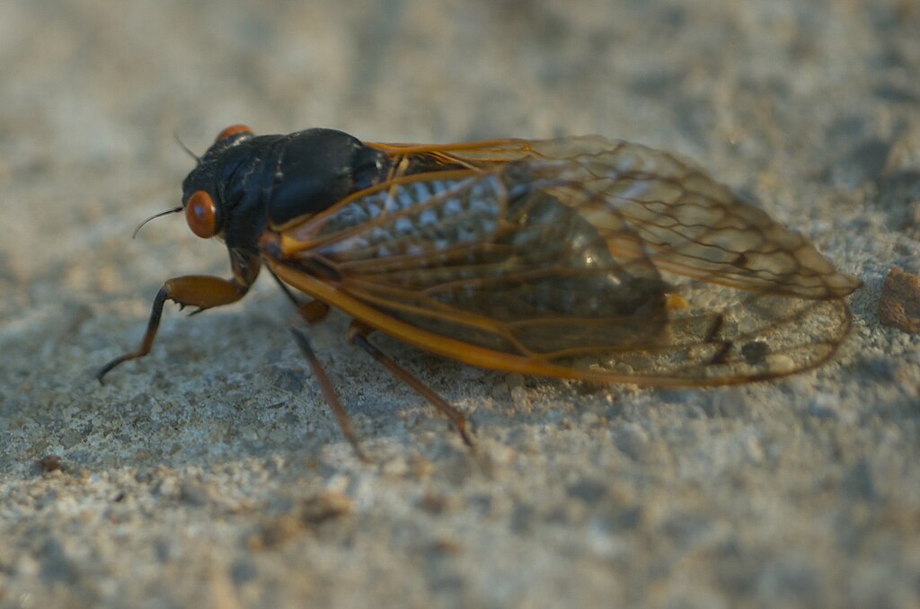 Periodical cicada on a rock