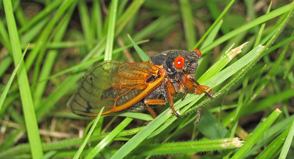 Magicicada cassini on the grasses
