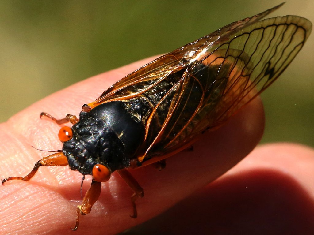 Male Magicicada cassini on a human's finger