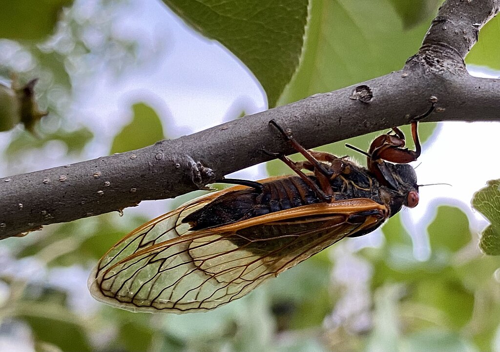 Female magicicada on a small branch