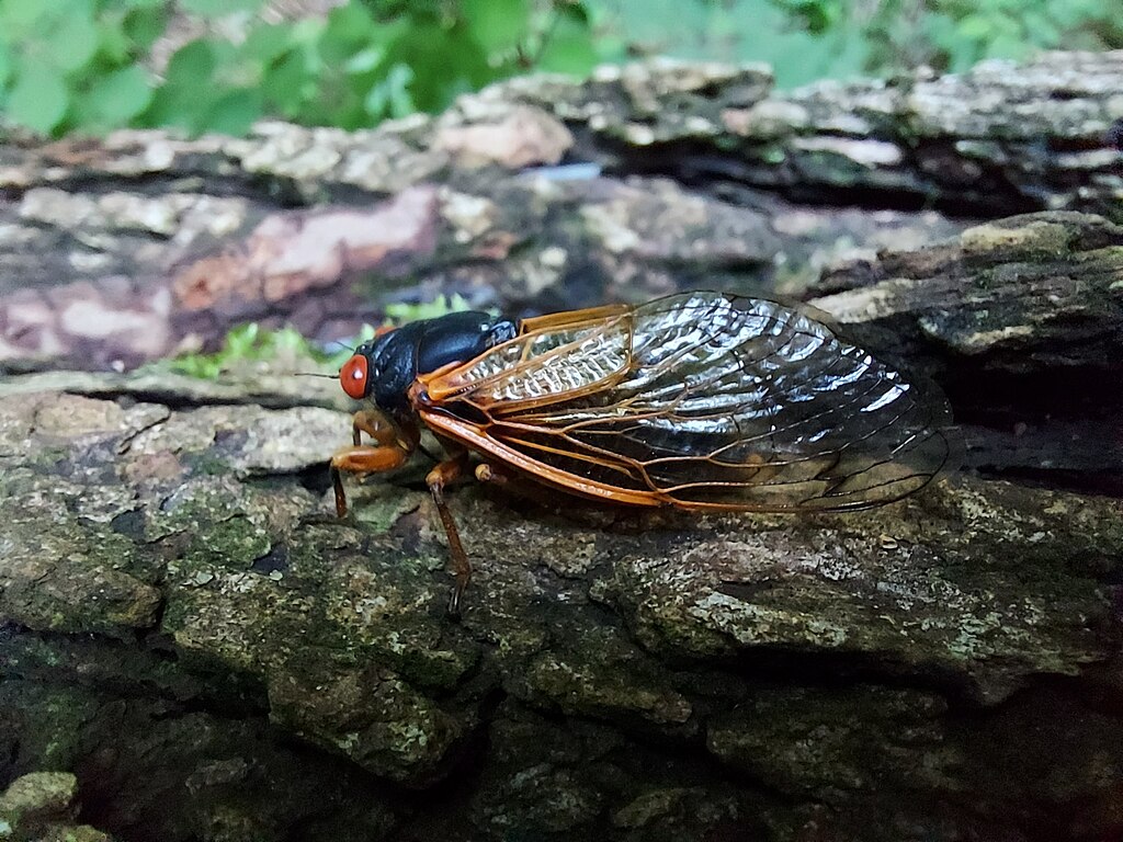 Magicicada septendecula on a tree log