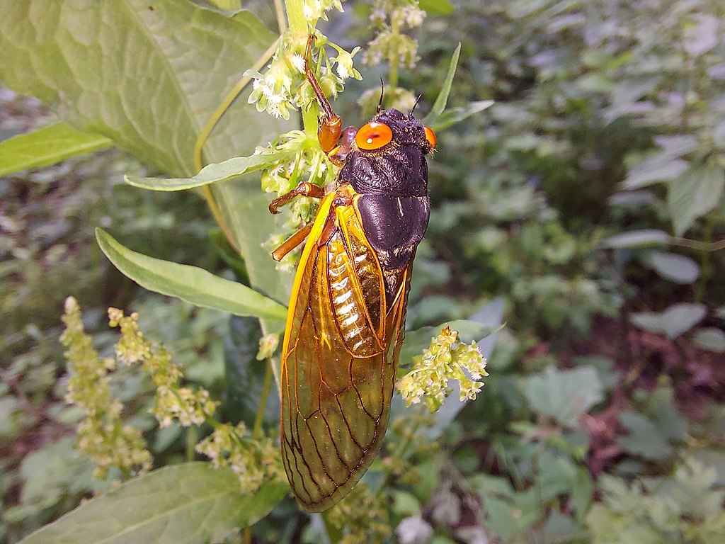 Periodical cicada holding on a plant