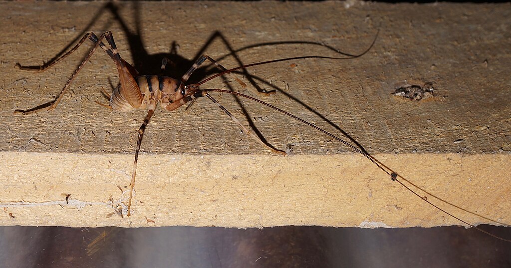 Camel cricket on the wood