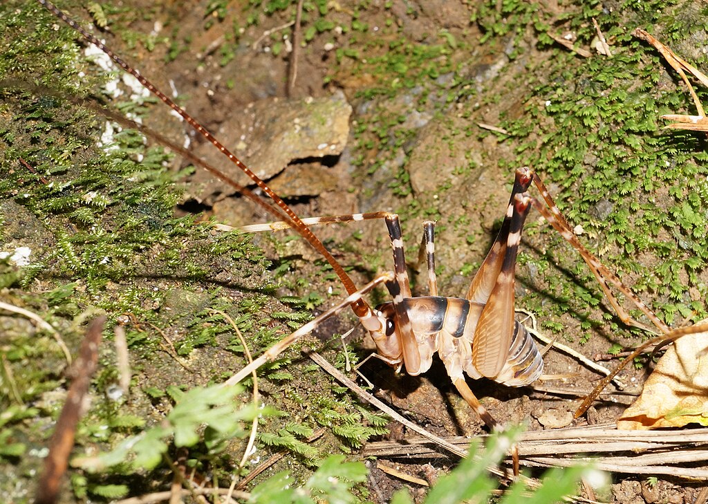 Camel cricket on the grasses