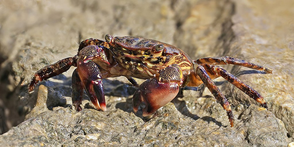 A marbled crab on a rock