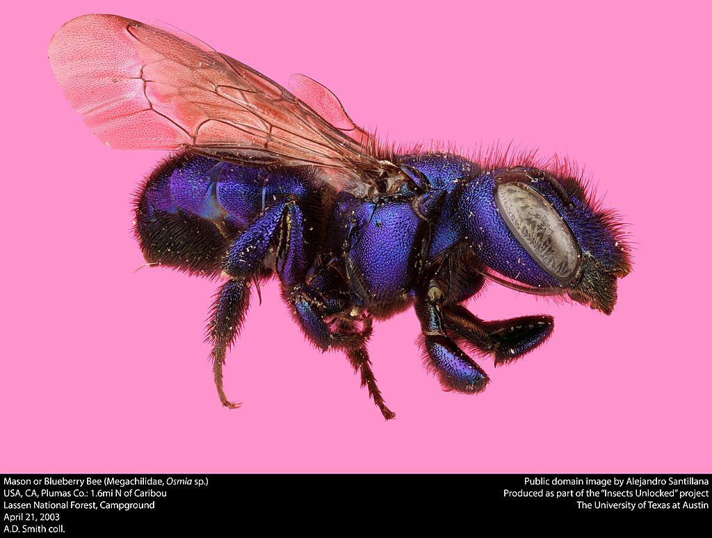 Blueberry bee on a pink background