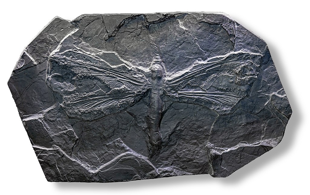 Meganeura fossil display in the museum