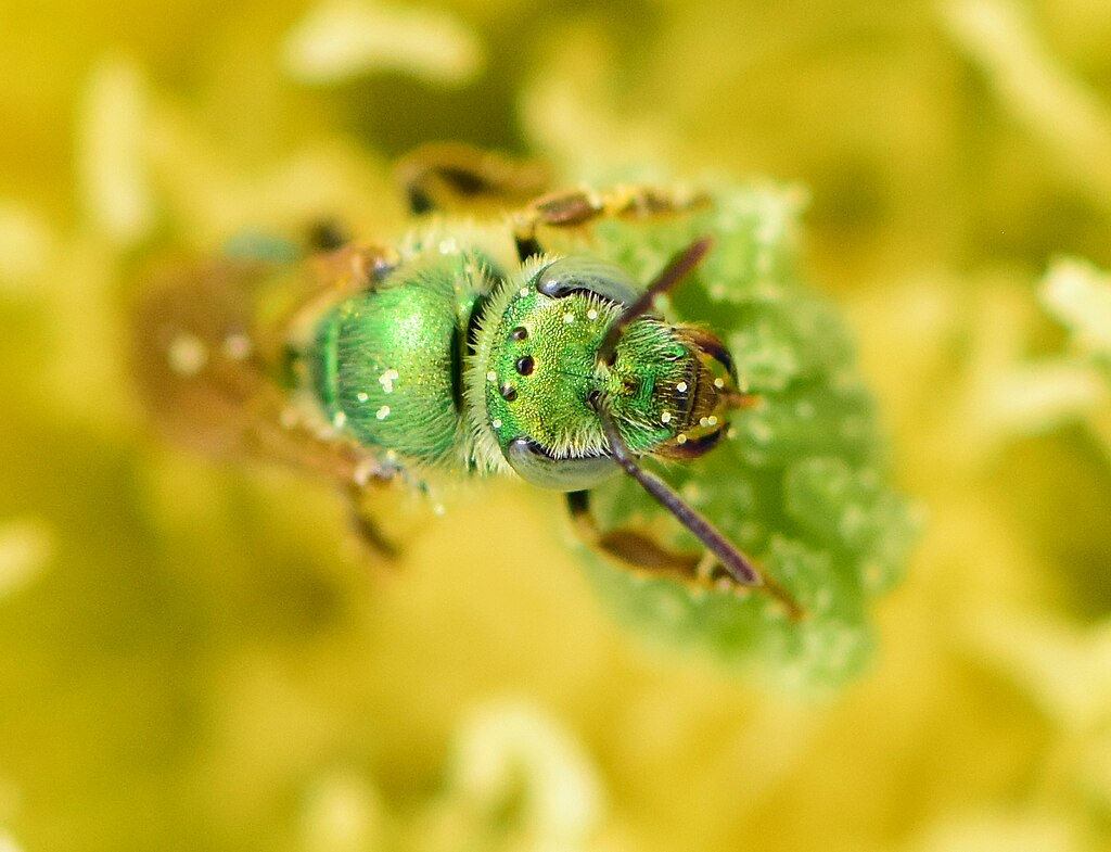 Metallic green sweat bee on prickly pear cactus
